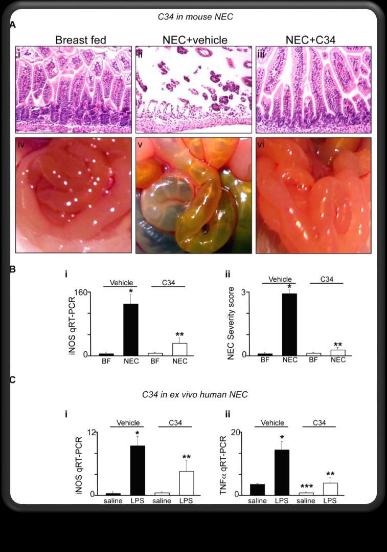 Prevention / Treatment C34 reduce signaling of TLR4 in vivo and in vitro TLR4 Inhibitor C34 Has