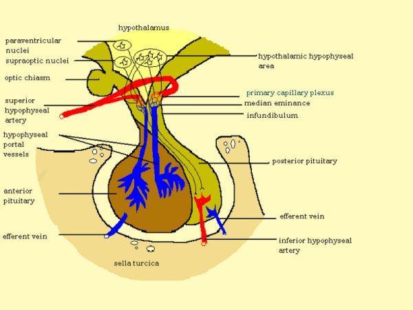 Hypothalamus Pituitary