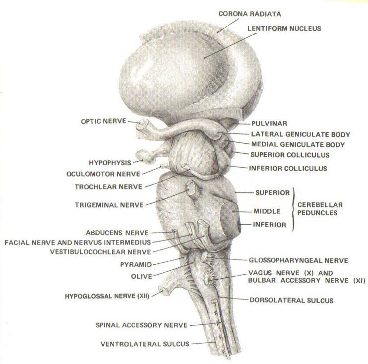 Brainstem Anatomy Goldberg S.
