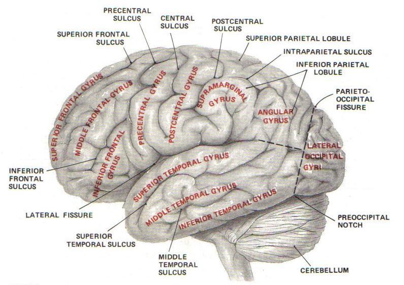 The Brain Anatomy