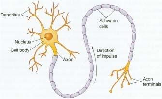 i Consists of 2 types of cells: ii Neuronsiv.