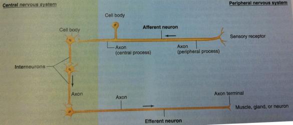 CLASSIFICATIONS OF NEURONS Afferent Neurons Transmits information into the CNS from receptors Cell body and long peripheral process of the axon are in the PNS; only the short central process enters