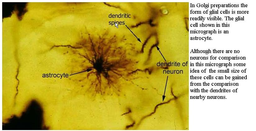 ASTROCYTES In development, guide neurons as they migrate to their destinations Stimulate neuronal