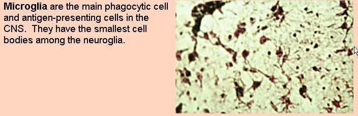 MICROGLIA The main phagocytic cell and antigen-presenting cells in