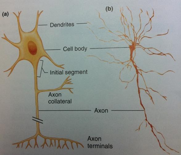 NEURONAL CYTOARCHITECTURE Dendrites Receives signals from other cells (Input) Cell Body (Soma/Perikaryon) Contains cell nucleus Initial Segment/Axon Hillock Integrates