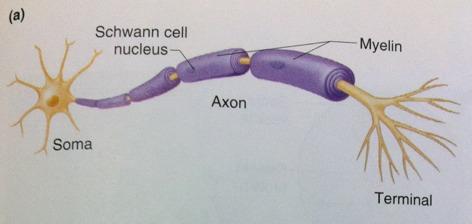 MYELIN Multilayered lipid and protein covering axons at certain areas Electrically insulates axons
