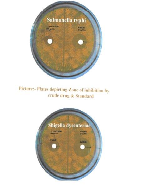 ANTIFUNGAL ACTIVITY: Antifungal activity of the crude extract against 3 phytopathogenic fungi was studied and the results were compared to that of standard antifungal antibiotic nystatin.