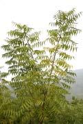 2 The History, Advantage and Significance of Neem Planting in Yunnan 2.1The History of Neem Plantation in Yunnan In 1995, the researcher Lai yongqi etc.