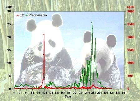 Panda - monoestrous - cycle Embryonic diapause http://www.