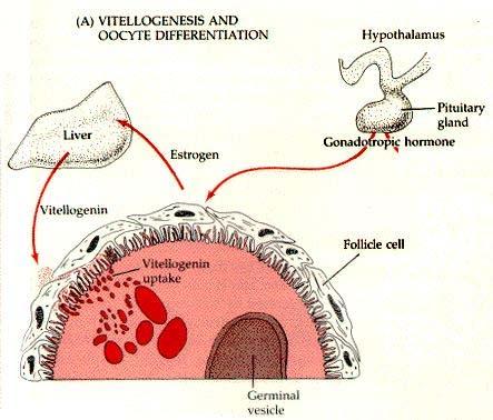 Vitellogenesis estrogen stimulates protein synthesis in liver vitellogenins (Vtgs) may be more than 1 Most species 3 Vtg enters blood travels to ovary