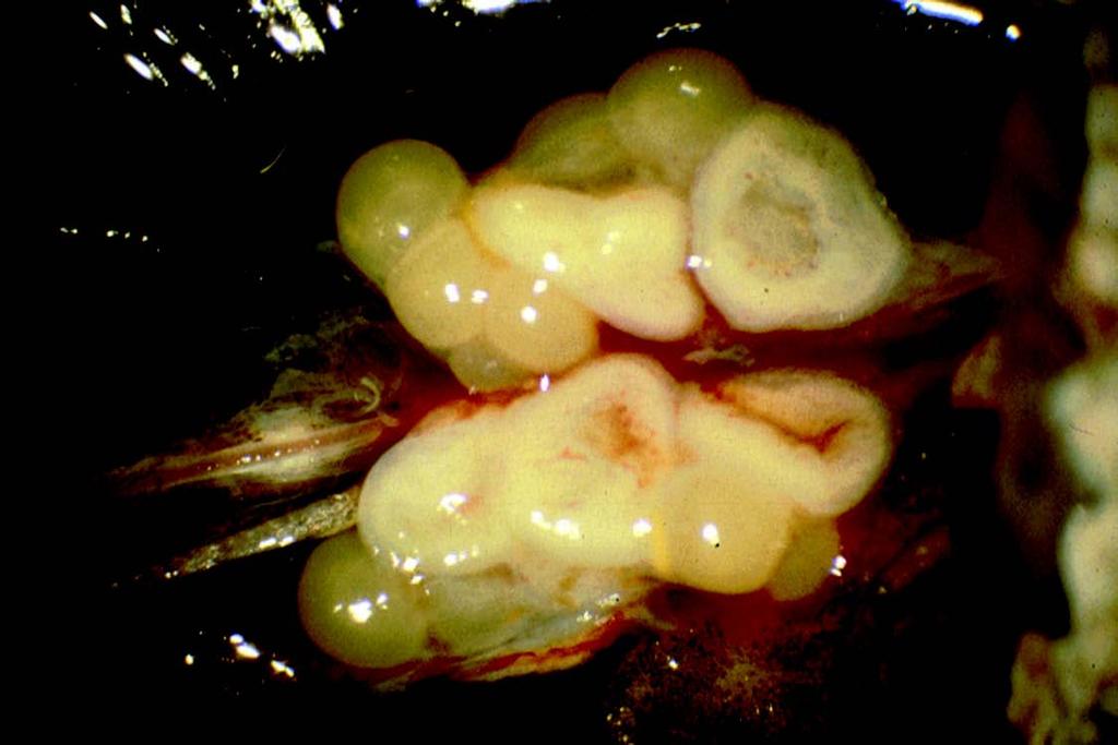 Unovulated Follicles A Corpus Luteum gross anatomy A Lizard (Sceloporus sp.