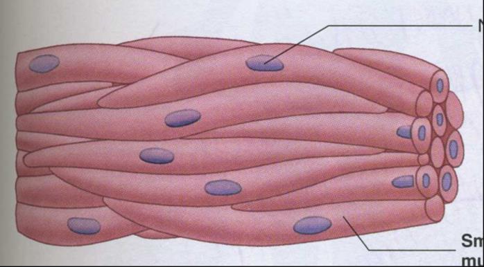 Smooth Muscle Functions: Regulates size of organs, forces fluid through tubes, controls amount of light going into the