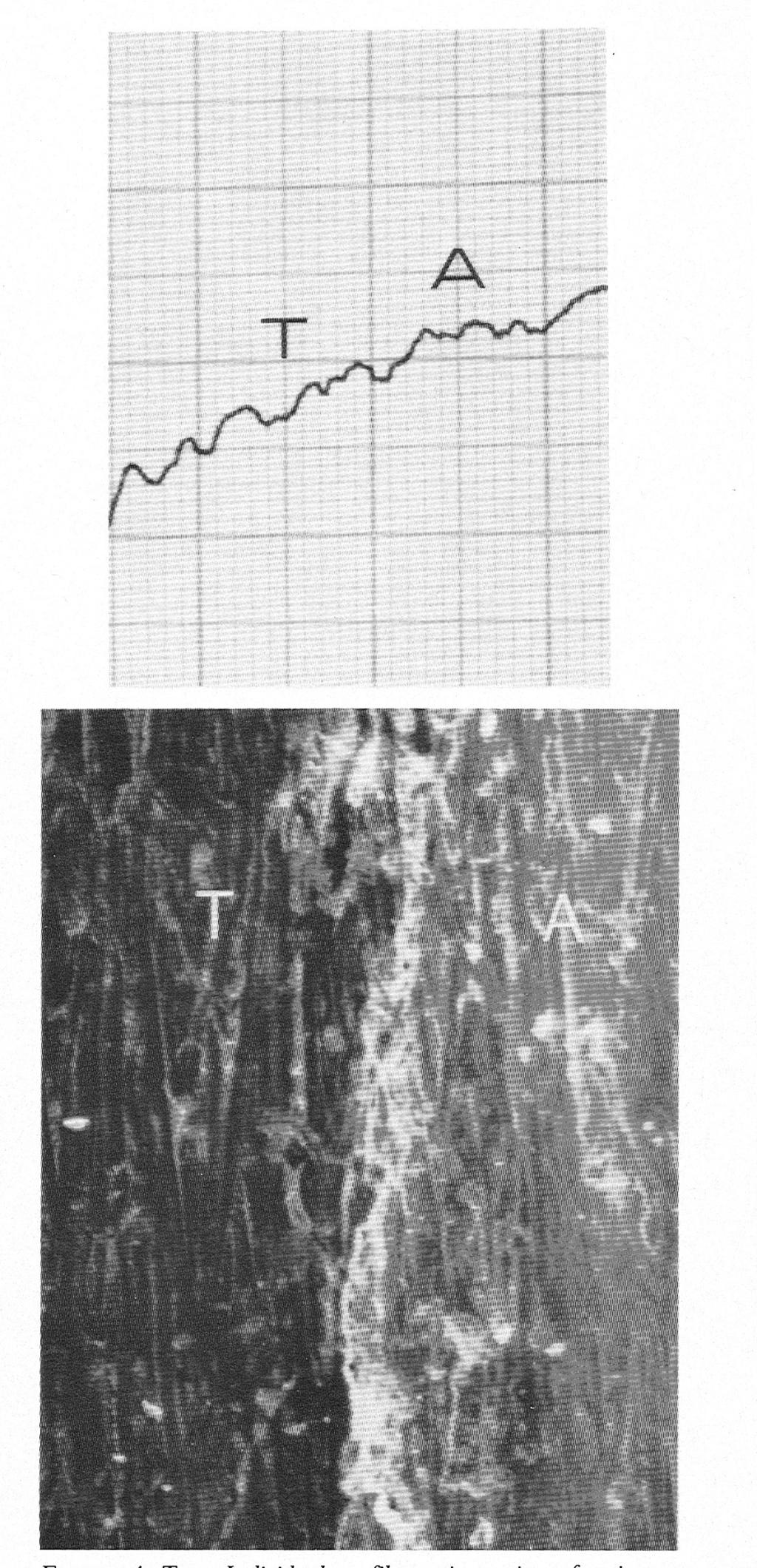 Top: Individual profilometric tracing after instrumentation with a reciprocating motor-driven diamond tip.