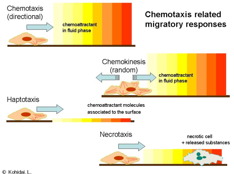 Cellular responses Chemotaxis Cellular response to an environmental substance with a directional movement.