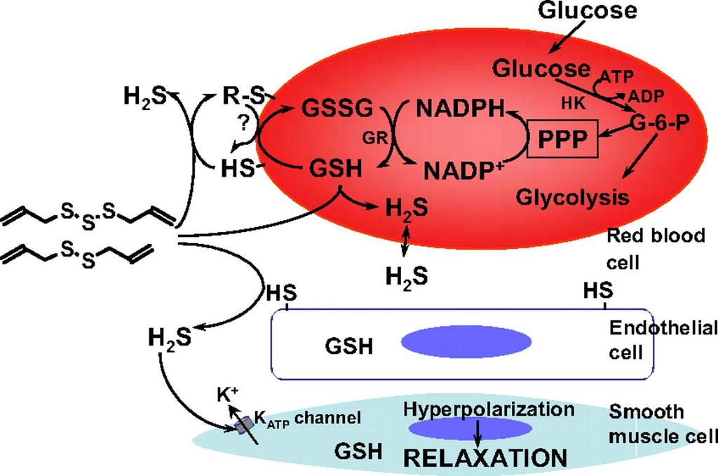 Proposed model of garlic-induced H2S production and H2S function in the vascular system. Garlicderived organic polysulfides with allyl moieties and more than two sulfur atoms (see Fig.