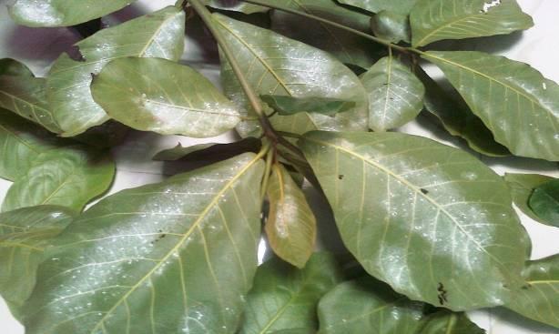 Roscoe, Neem Azadirachta indica A. Juss; & Eucalyptus Eucalyptus globules L. have been tested for their ant repellent as well as insecticidal activity.