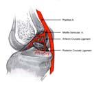 PCL Basic Science Intra-articular, extrasynovial ligament Blood Supply primarily from middle geniculate
