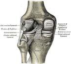 posterior tibial translation o Sectioning increases