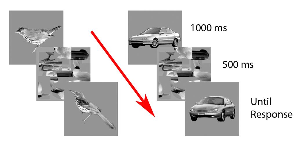 APPENDIX D Description of the car expertise measure Participants matched sequentially presented (256 x 256) grayscale images of cars and birds on the basis of their model or species, respectively.
