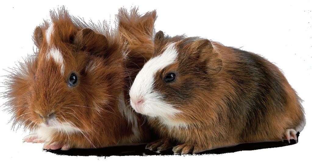The guinea pig is originally from South America and was brought to Europe