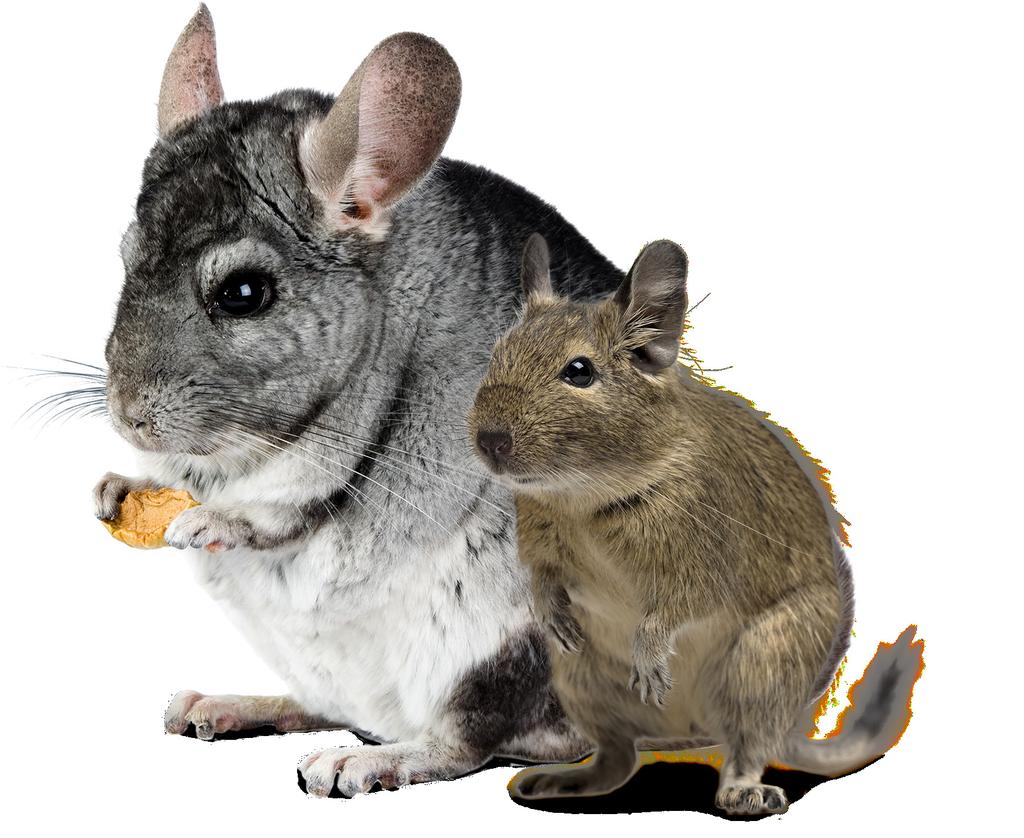 Chinchilla & Degu Low in starch, no added sugars for optimum health of your chinchillas and degus No whole