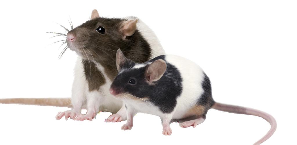 Mini-rodents Large variety of small ingredients from the natural environment (grains, seeds,
