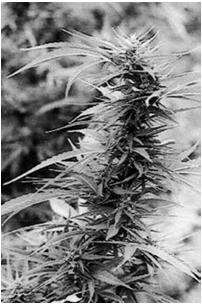Marijuana Hashish Hash oil Cannabis 1-34 Indicators of Cannabis Influence Marked reddening of the Conjunctiva (white part of the eyeball) Body tremors Odor of marijuana Disoriented Relaxed