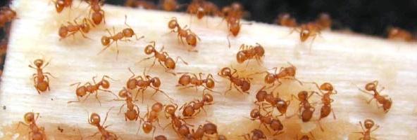 Little fire ant (Wasmannia auropunctata) Chemical control