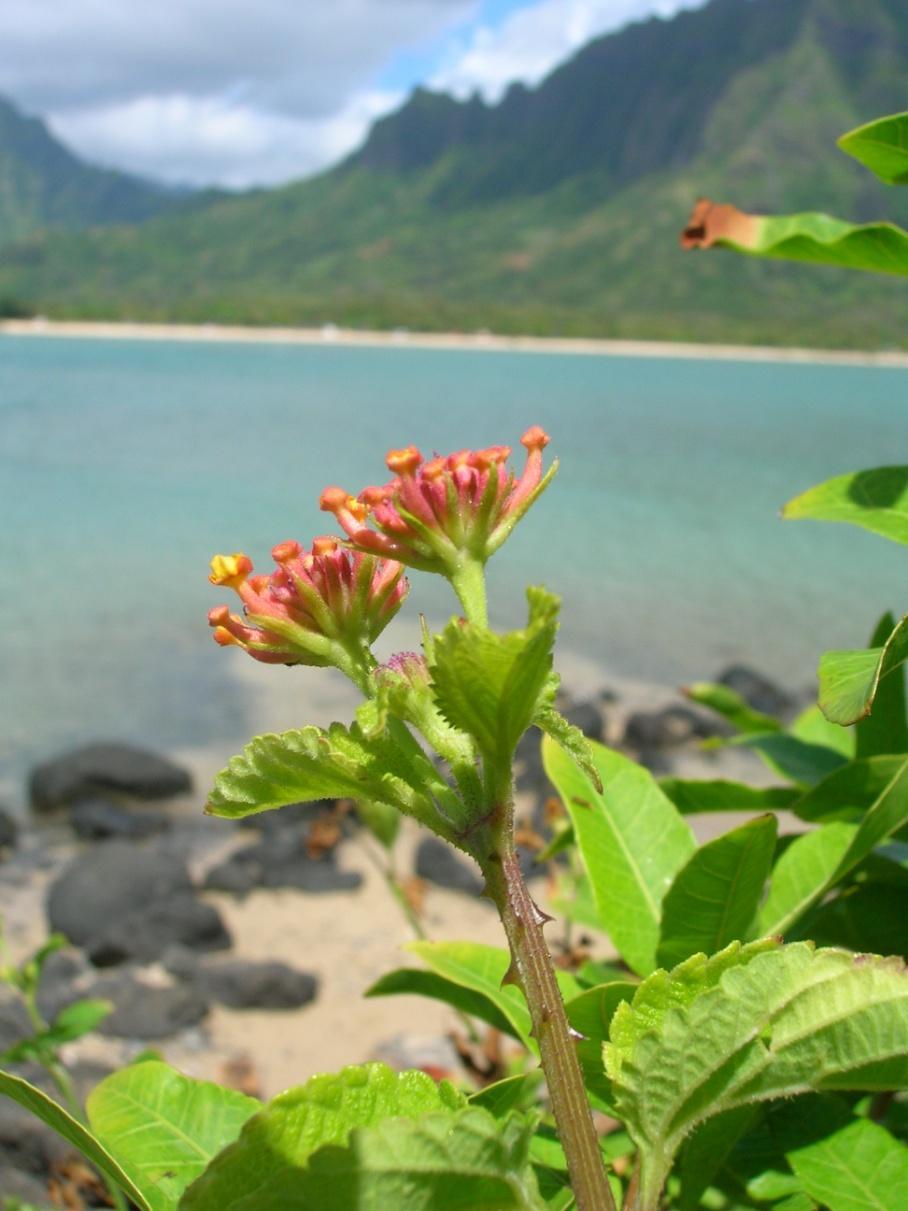 Lantana (Lantana camara) Highly invasive in Hawai i and Florida Native to West Indies L.