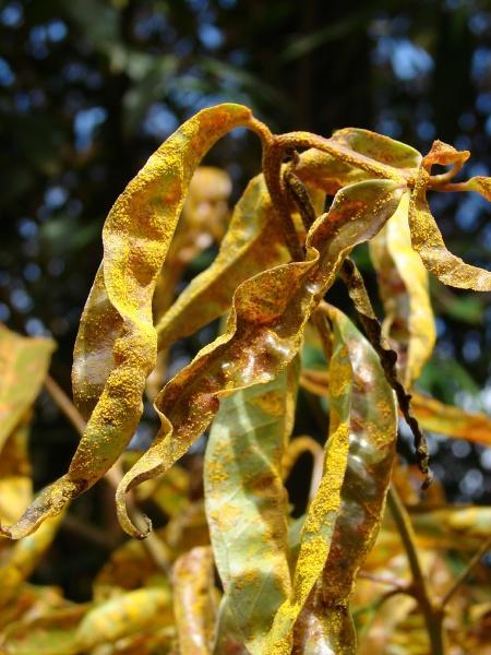 Eucalyptus Rust Puccinia psidii Pathogen of Myrtaceae In Florida >30 years Found in Hawai i 2005 Devastated rose apple (Syzygium jambos) trees Threat to