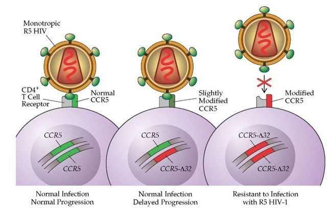 What is the CCR5-Delta 32 Mutation anyway? The transmembrane CCR5 chemokine receptor is used by HIV strains to enter cells of the immune system such as macrophages and CD4+ T cells.