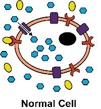 Type I & II Diabetes : Insulin Response This is a normal cell.