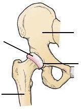 Step down with your non operated leg onto the same step Normal Hip Joint Smooth Cartilage covering head of femur