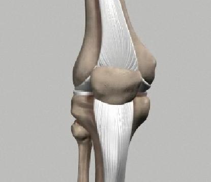The fibula is a shorter and thinner bone running parallel to the tibia on its outside. The joint acts like a hinge but with some rotation.
