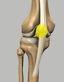 Unit 1: Normal Knee Anatomy Patella: The patella (kneecap), attached to the quadriceps tendon above and the patellar ligament below, rests against the anterior articular surface of the lower end of