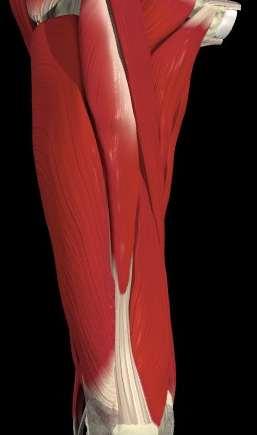Muscles of the Anterior Compartment Vastus lateralis O: Femur: lateral part of intertrochanteric line, margin of greater trochanter, lateral margin of gluteal tuberosity,