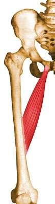 Muscles of the Medial Compartment Adductor longus O: External surface of body of pubis I: Linea aspera on middle one-third of shaft of femur A: Adducts and medially