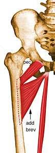 Muscles of the Medial Compartment Adductor Brevis Adductor Brevis O - Inferior Pubic Ramus I - Pectineal Line and