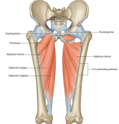 Overview of the adductor