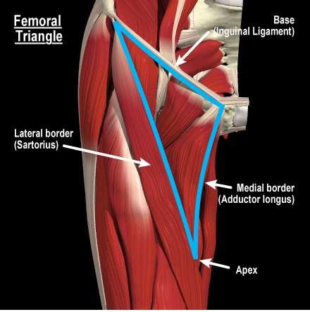 Femoral Triangle: Borders Lateral: Medial border of sartorius muscle.