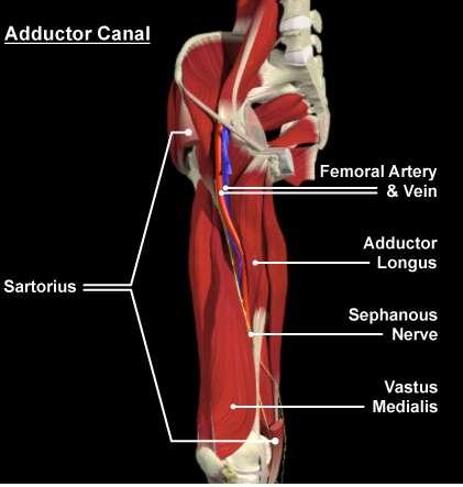 Adductor Canal:Contents i. Saphenous nerve: Termination of the femoral nerve. ii. Nerve to vastus medialis.