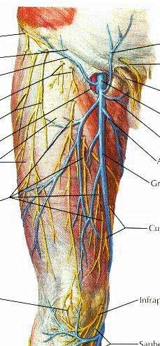 Veins Femoral and Profunda veins run with their corresponding arteries Great Saphenous Longest