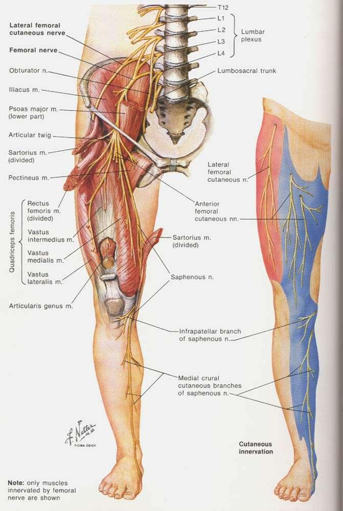 Femoral Nerve L2-L4 from lumbar plexus Enters thigh on iliopsoas posterior to inguinal ligament lateral to vessels in femoral triangle sensation to anterior/medial