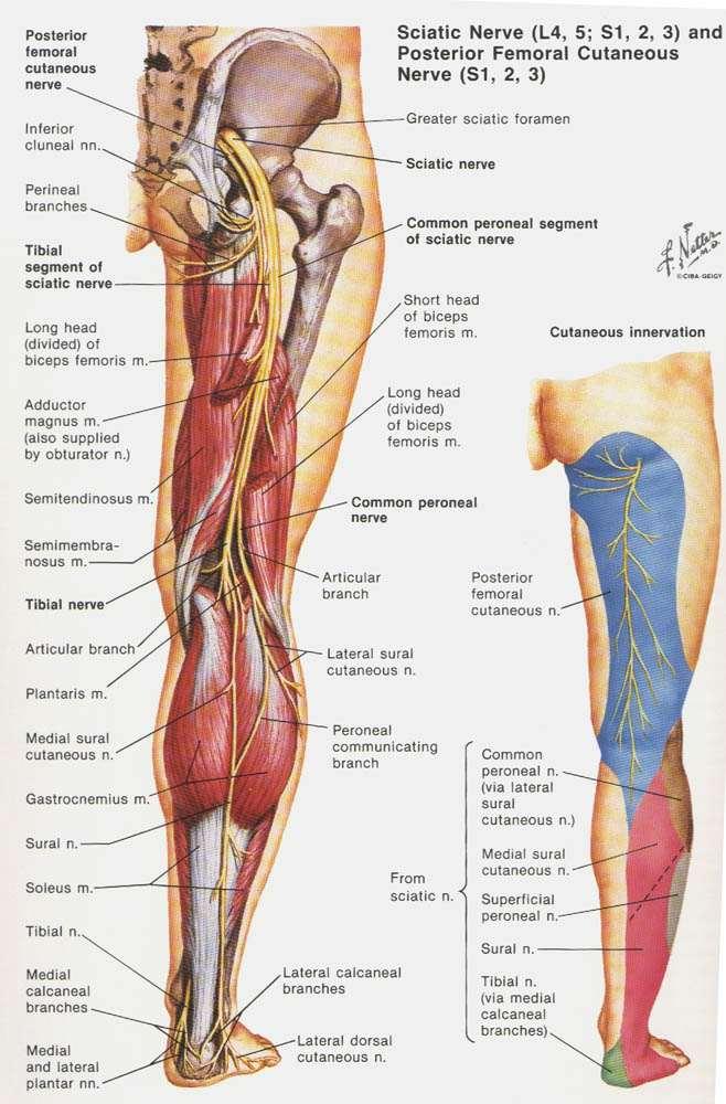 Sciatic Nerve L4, L5, S1-3 Enters gluteal region via greater sciatic foramen, under piriformis accompanied by Posterior Femoral Cutaneous Nerve of the thigh terminal branches in the apex of popliteal