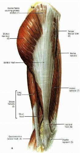 Fascia of the Thigh Superficial fascia : thin and tenuous Deep fascia (fascia lata) Strong, dense,
