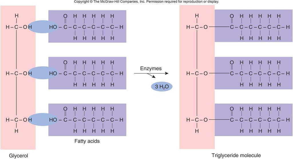 Fatty Acids Saturated only single covalent bonds between carbon atoms Beef, milk, cheese, butter, eggs Monounsaturated 1 double covalent bond Olive oil Polyunsaturated 2 double covalent bonds Fish
