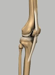 Once damaged, these soft structures are unable to keep the patella (knee cap) in position. To learn more about patellofemoral instability, let us first learn about normal knee anatomy and function.