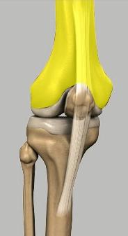 Unit 1: Normal Knee Anatomy Articular cartilage is the smooth surfaces at the end of the femur and tibia.