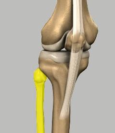 The menisci act as shock absorbers, protecting the articular surface of the tibia as well as assisting in rotation of the knee. (Refer fig.5) Tibia (Fig.