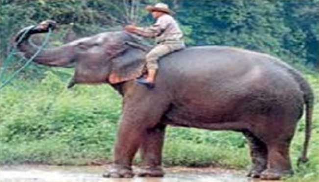 BRAIN - ELEPHANT AND RIDER Elephant = automatic